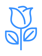 Blue Rose Meanings