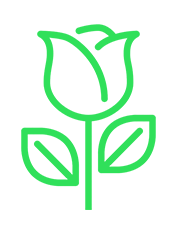 Green Rose Meanings