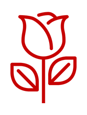 Dark Red Rose Meanings