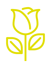 Yellow Rose Meanings