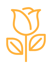 Orange Rose Meanings