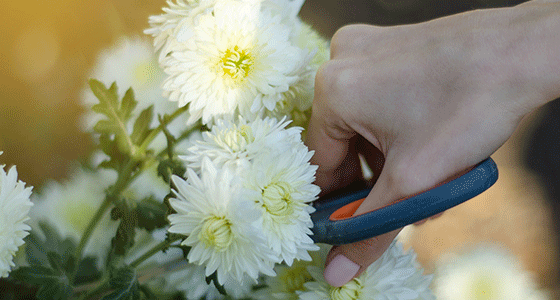 Fresh Cut Flower Pruning